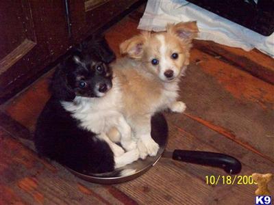 Puppies in CT